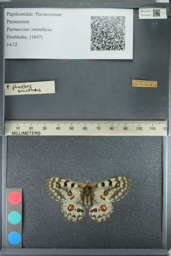 Media type: image;   Entomology 174402